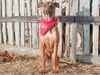 adoptable Dog in san andreas, CA named COWBOY