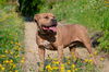 adoptable Dog in san andreas, CA named *NORMAN