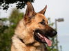 adoptable Dog in  named *ATLAS