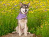 adoptable Dog in san andreas, CA named MIPHA