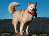 adoptable Dog in san andreas, CA named JOLENE