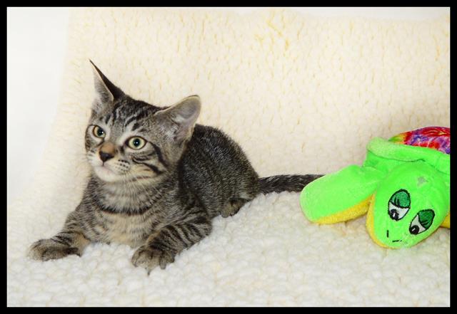 adoptable Cat in San Andreas, CA named *RUTH