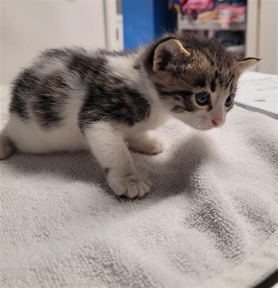 adoptable Cat in San Andreas, CA named *SPICER