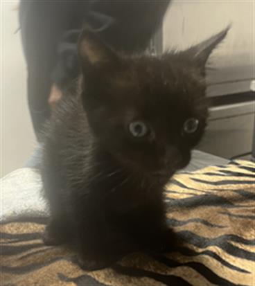 adoptable Cat in San Andreas, CA named *CELIA