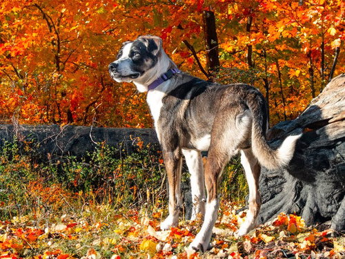 picture of the dog needing adoption