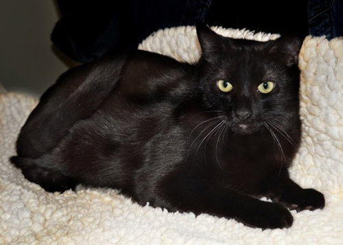 picture of the cat needing adoption