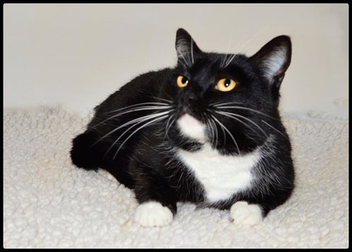 *STARLIGHT, an adoptable Domestic Short Hair in San Andreas, CA