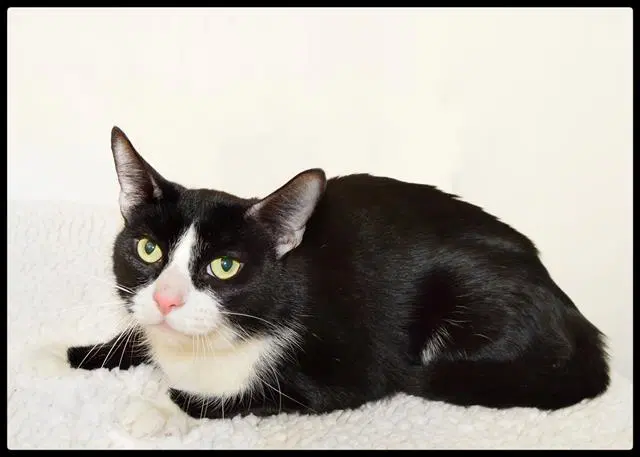 Garth - Domestic Short Hair