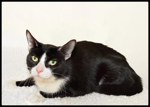 GARTH, an adoptable Domestic Short Hair in San Andreas, CA