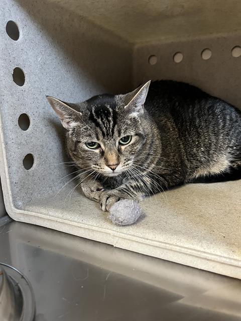 picture of the cat needing adoption