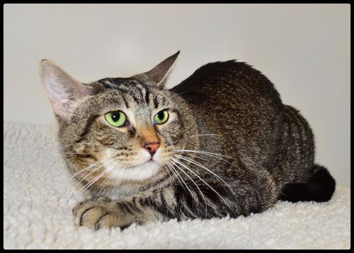 TRISH, an adoptable Domestic Short Hair in San Andreas, CA