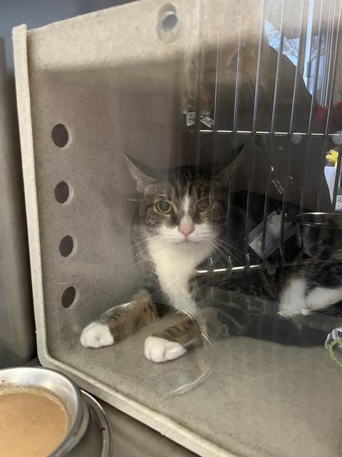 picture of the cat needing adoption