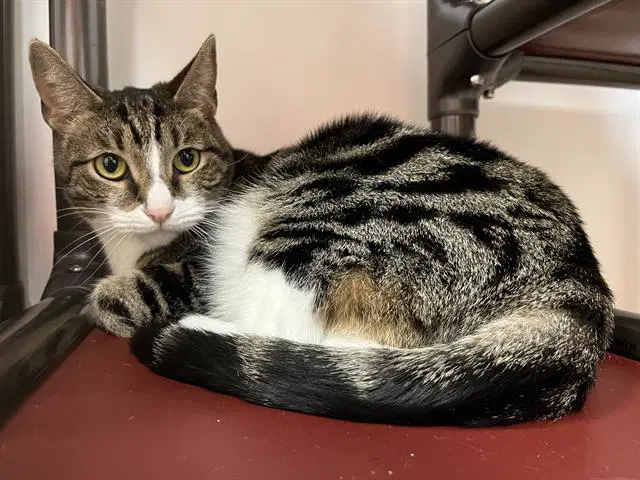 Reba - Domestic Short Hair