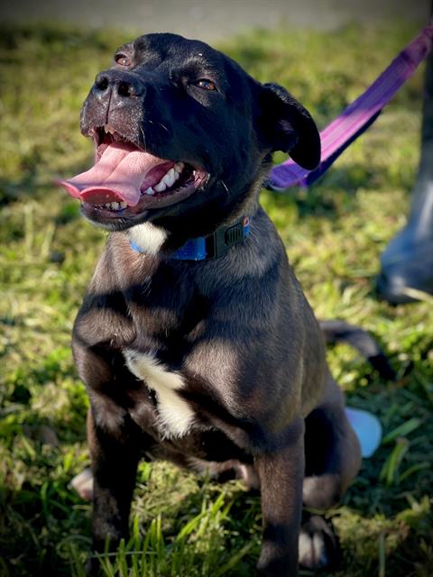 *BIRDIE, an adoptable American Pit Bull Terrier in San Andreas, CA