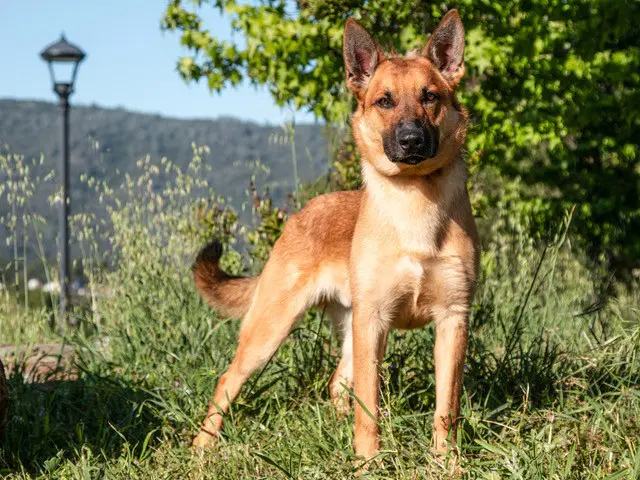 Theo - Belgian Shepherd Malinois