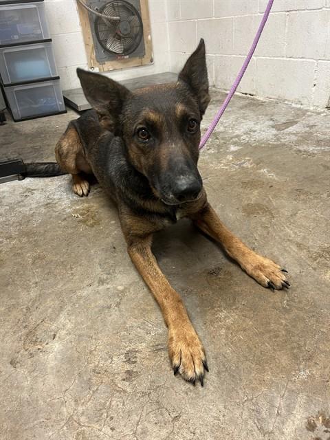 BROTHER, an adoptable Belgian Shepherd Malinois in San Andreas, CA
