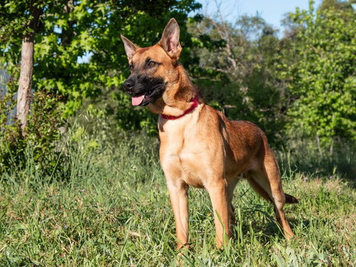SAMMY, an adoptable Belgian Shepherd Malinois in San Andreas, CA