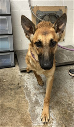 PENNY, an adoptable Belgian Shepherd Malinois in San Andreas, CA