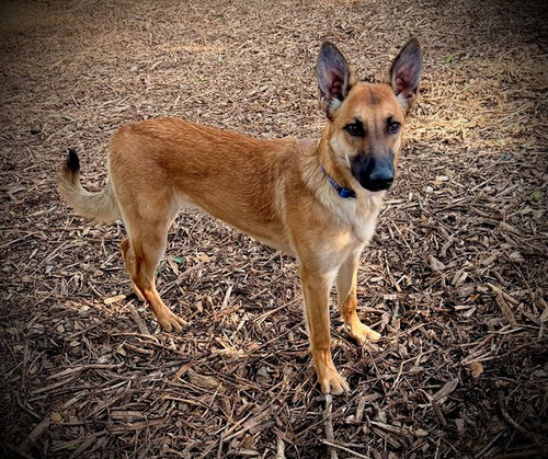 PENNY, an adoptable Belgian Shepherd Malinois in San Andreas, CA