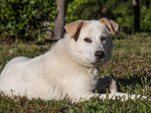 JAYCEE, an adoptable Border Collie in San Andreas, CA