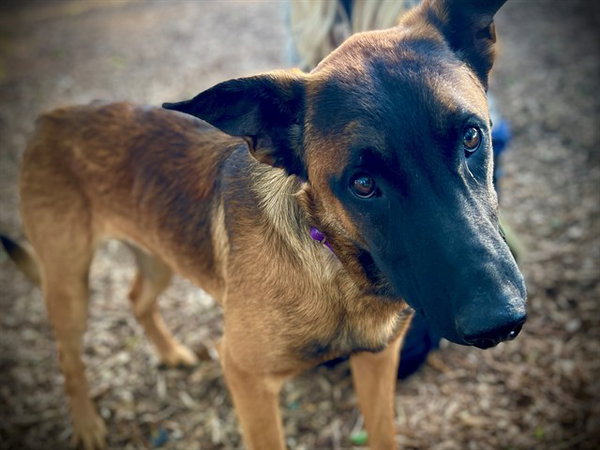 DUKE