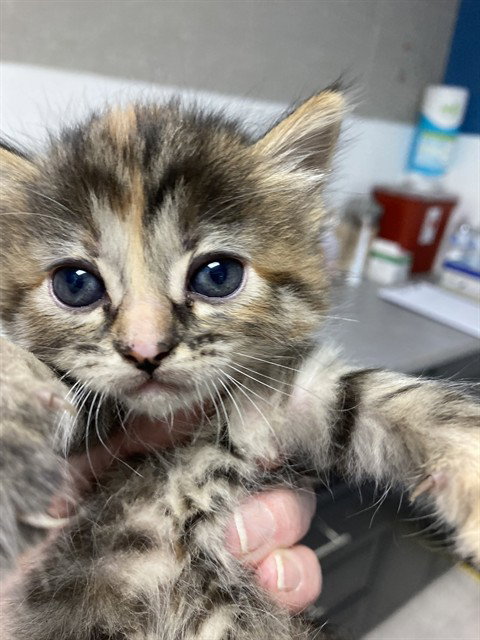*ROSIE, an adoptable Domestic Short Hair in San Andreas, CA