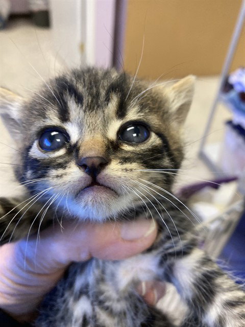 *GIMLI, an adoptable Domestic Short Hair in San Andreas, CA