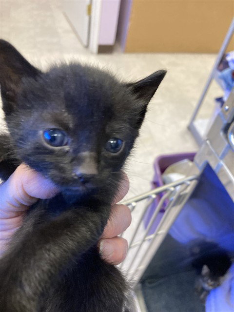 *ARAGORN, an adoptable Domestic Short Hair in San Andreas, CA