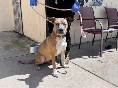 *MARY ANN, an adoptable Akita in San Andreas, CA
