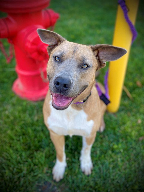 *MARY ANN, an adoptable Akita in San Andreas, CA