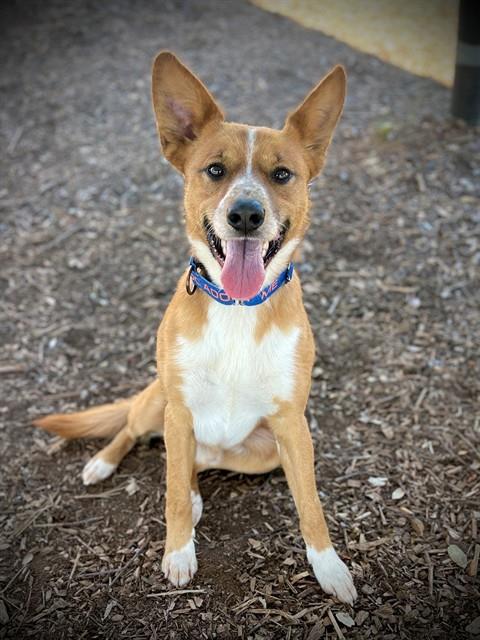 *TATER BUG, an adoptable Australian Cattle Dog in San Andreas, CA