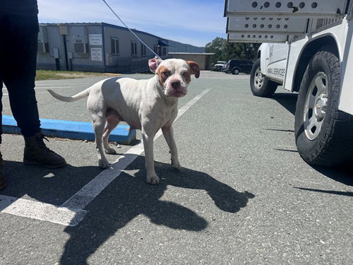 *GEORGIA, an adoptable Boxer in San Andreas, CA