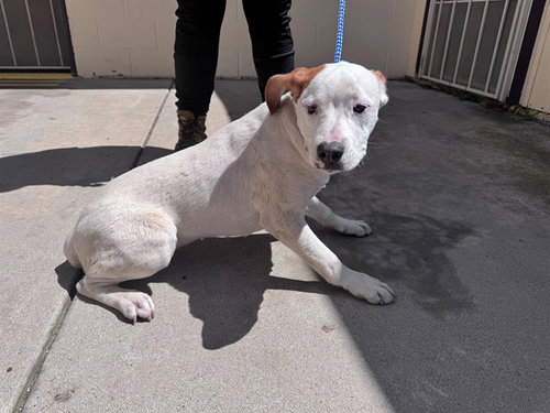 *CRICKET, an adoptable Boxer in San Andreas, CA