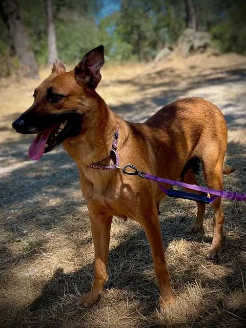 Peggy - Belgian Shepherd Malinois