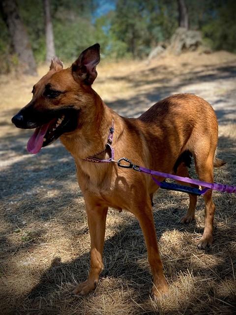 PEGGY, an adoptable Belgian Shepherd Malinois in San Andreas, CA