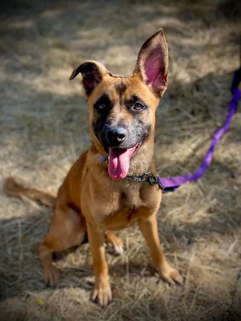 Lacey - Belgian Shepherd Malinois