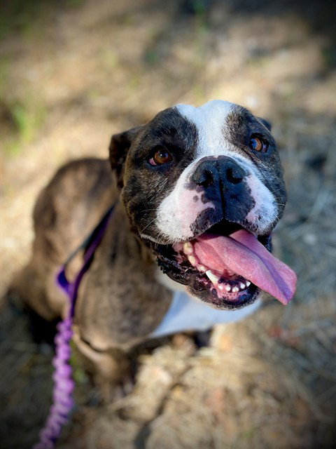*GUIDO, an adoptable English Bulldog in San Andreas, CA