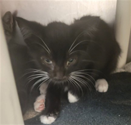 *NOAH, Baby Domestic Short Hair (medium coat), cat for adoption in Manteca, California