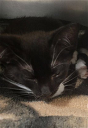 *LEO, Baby Domestic Short Hair (medium coat), cat for adoption in Manteca, California