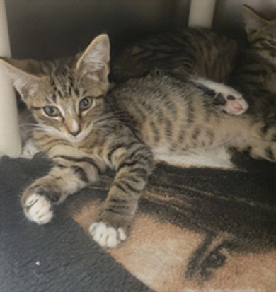 *IRIS, Baby Domestic Short Hair (medium coat), cat for adoption in Manteca, California