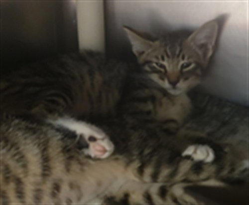 *ARTHUR, Baby Domestic Short Hair (medium coat), cat for adoption in Manteca, California