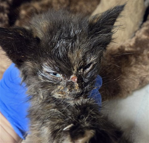 *TILLIE, an adoptable Domestic Medium Hair in San Andreas, CA