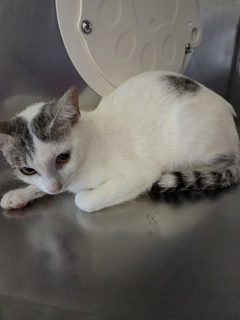 *JANE, an adoptable Domestic Short Hair in San Andreas, CA