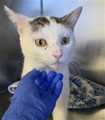 *BRADBURY, an adoptable Domestic Short Hair in San Andreas, CA