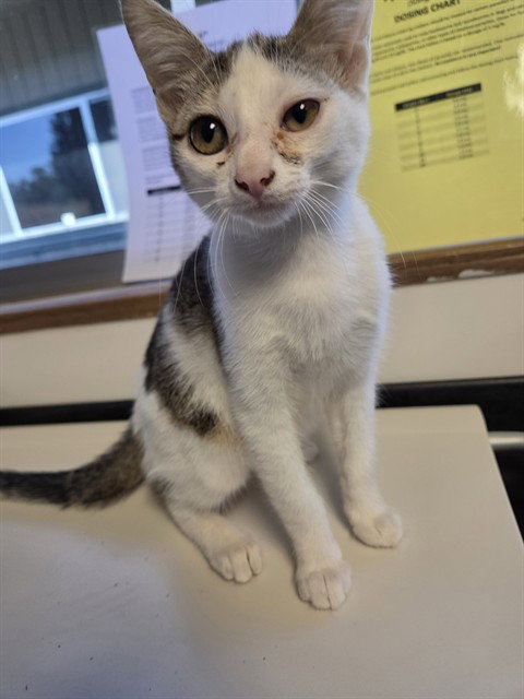 *VIRGINIA, an adoptable Domestic Short Hair in San Andreas, CA