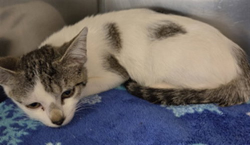 *EMILY, an adoptable Domestic Short Hair in San Andreas, CA