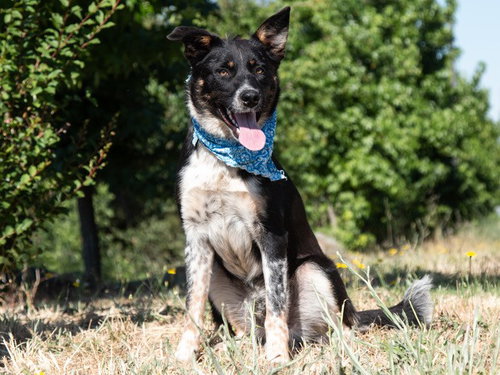 *MILES, an adoptable Border Collie in San Andreas, CA