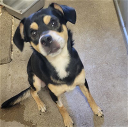 *HAPPY, an adoptable Toy Fox Terrier in San Andreas, CA