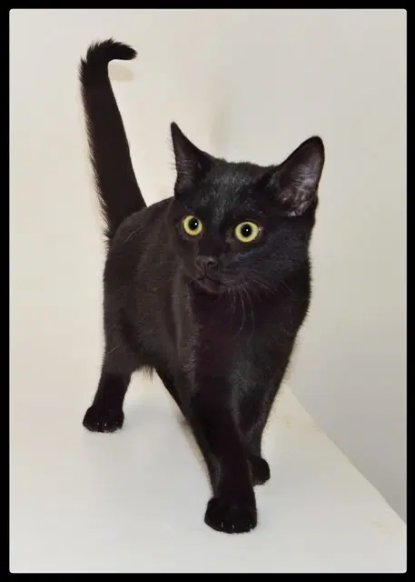 Blossom - Domestic Short Hair