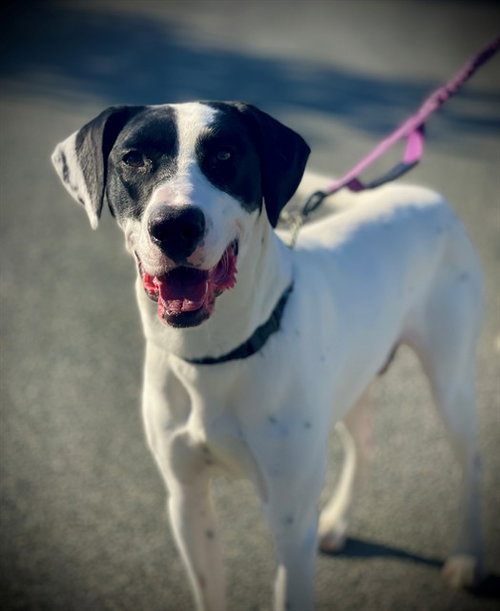 picture of the dog needing adoption